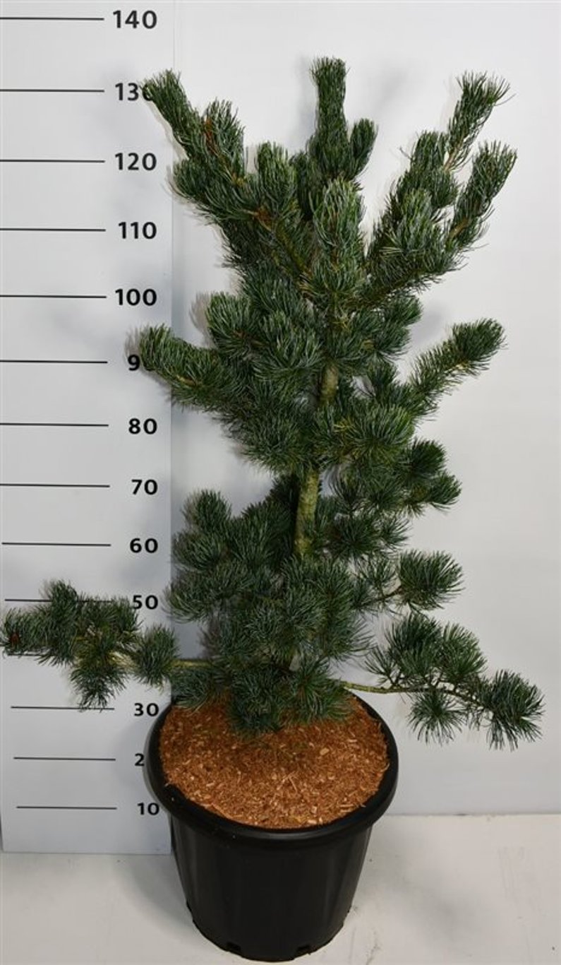 Pinus parv. 'Azumi Goye' - C25 100-125 CM